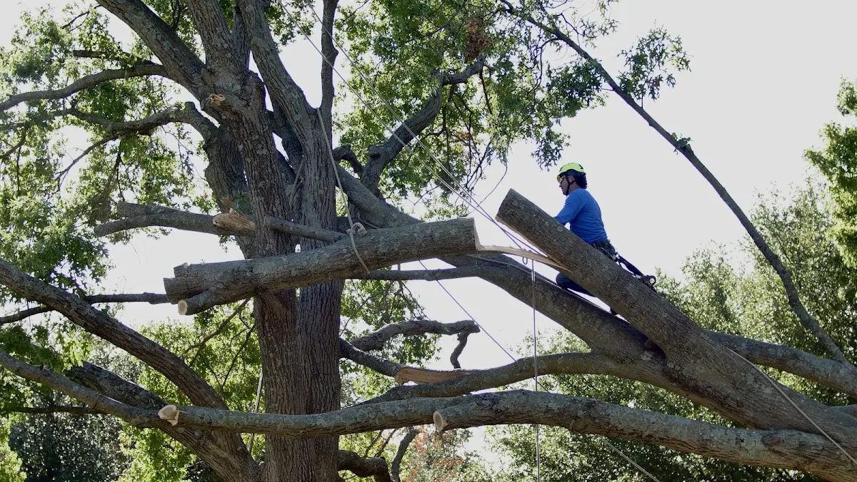 Professional Hazardous Tree Removal performed by certified arborists in Montclair