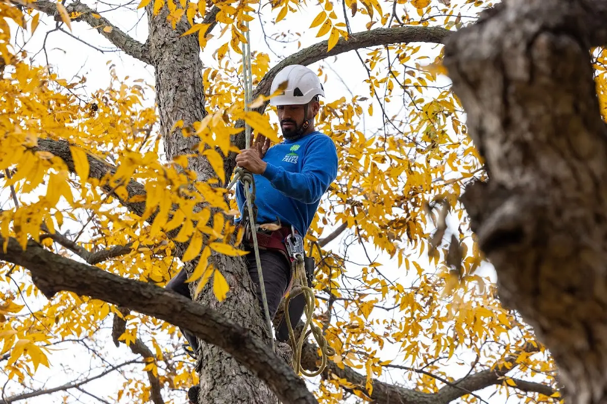 Skilled Tree Transplanting crew working in Montclair